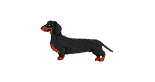 Dachshund