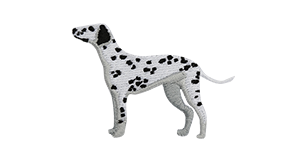 Dalmatian